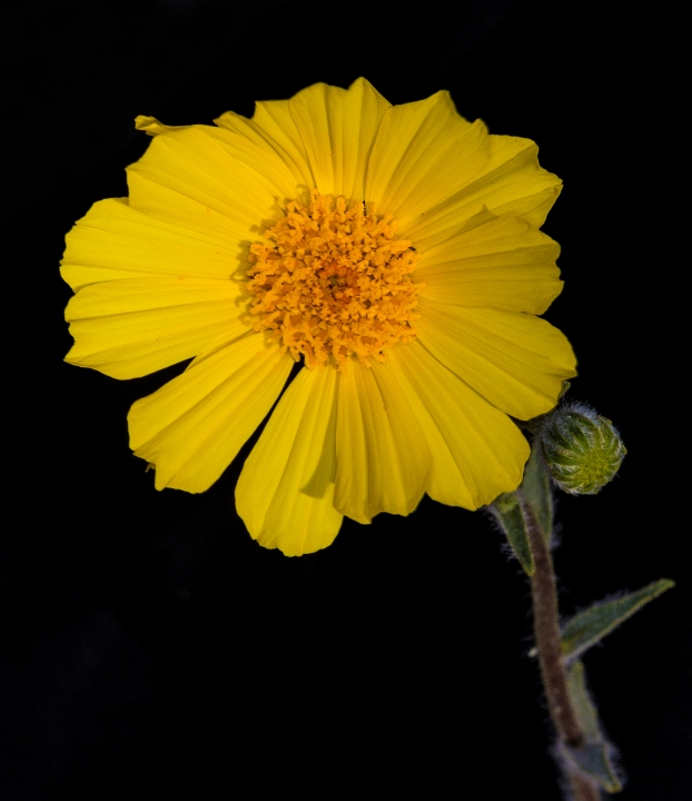 Geraea canescens 16-6106.jpg